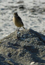 Pipit farlouse 