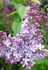Lilas