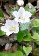 Oxalide "petite oseille"