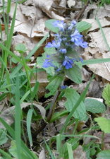 Bugle rampante