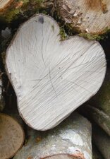 Bois de hêtre (sous réserve)