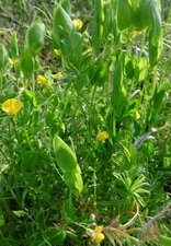 Gesse aphylle (lathyrus aphaca)