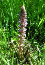 Orobanche rameuse