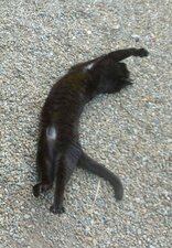 Hot cat