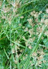 Papyrus alternifolius