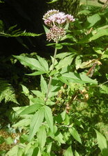 Eupatoire chanvrine