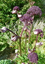 Angélique giga atropurpurea
