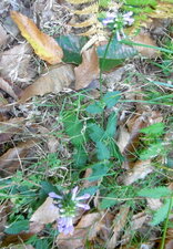 Epiaire officinale