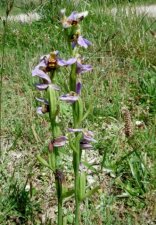 Orchidée abeille (Orphrys apifera)