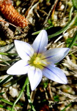 Romulée à petite fleur (romulée de columna)