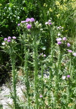 Chardons à petits capitules