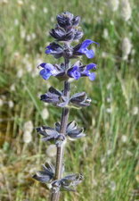 Sauge des prés (salvia pratensis)