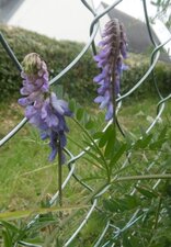 Vesce craque (vicia cracca)
