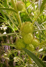 Arbre à ballons (asclepias physocarpa)