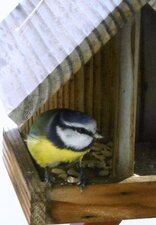 Mésange bleue très familière