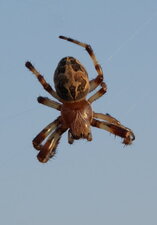 Epeire sp.