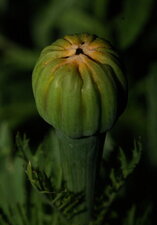 Inflorescence d