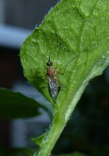 Insecte