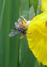 Tenthrède des iris. Rhadinoceraea micans.