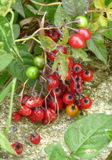 Fruits de la douce-amère