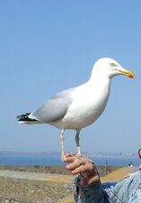 Goeland argenté