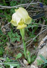 Iris jaunâtre (lutescens)