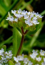 Fleur de mâche sauvage