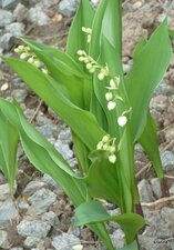 Muguet. Convallaria majalis