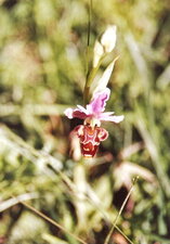 Ophrys abeille ou bécasse