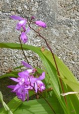 Bletilla striata (orchidée jacinthe)