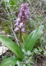 Orchis géant (Himantoglossum robertianum)