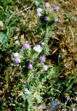 Chardon à petites capitules