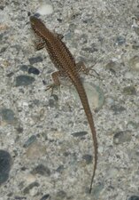 Lézard des murailles
