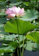 Fleur du lotus
