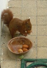 Ecureuil roux