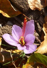 Fleur de safran