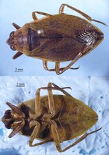 Belostoma flumineum