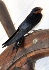 Hirondelle rustique 3