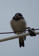 Hirondelle rustique juvénile