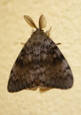 Papillon
