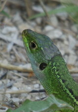 Tête de lézard vert
