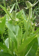 Cardère (dipsacus fullonum)