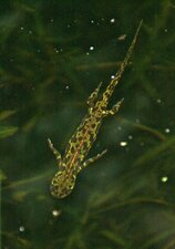 Triton Marbré, Triturus Marmoratus