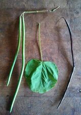 Capsules de Catalpa