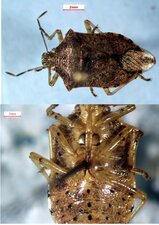 Podisus maculiventris