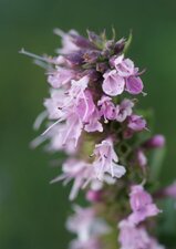 Hysope officinale