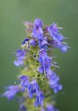 Fleur d