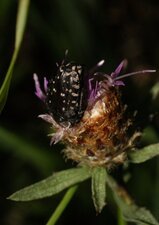 Oxythyrea funesta & centaurea jacea