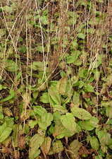 Oseille sauvage