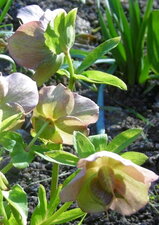 Hellébore orientale (rose de Carême)